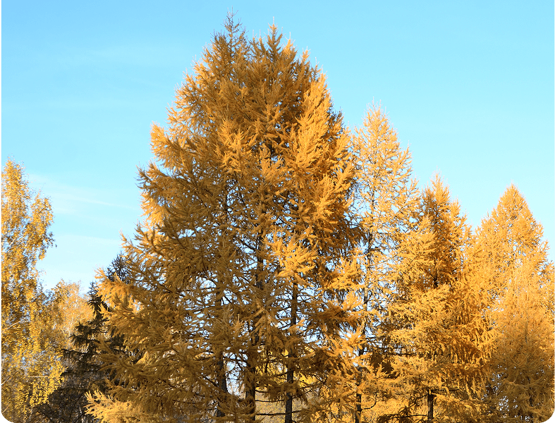 Bright autumn foliage against blue sky backdrop