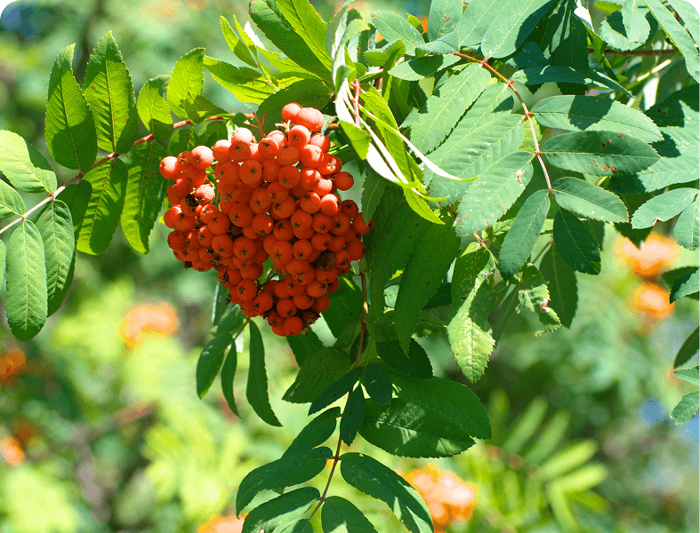 Orange berries on leafy branch