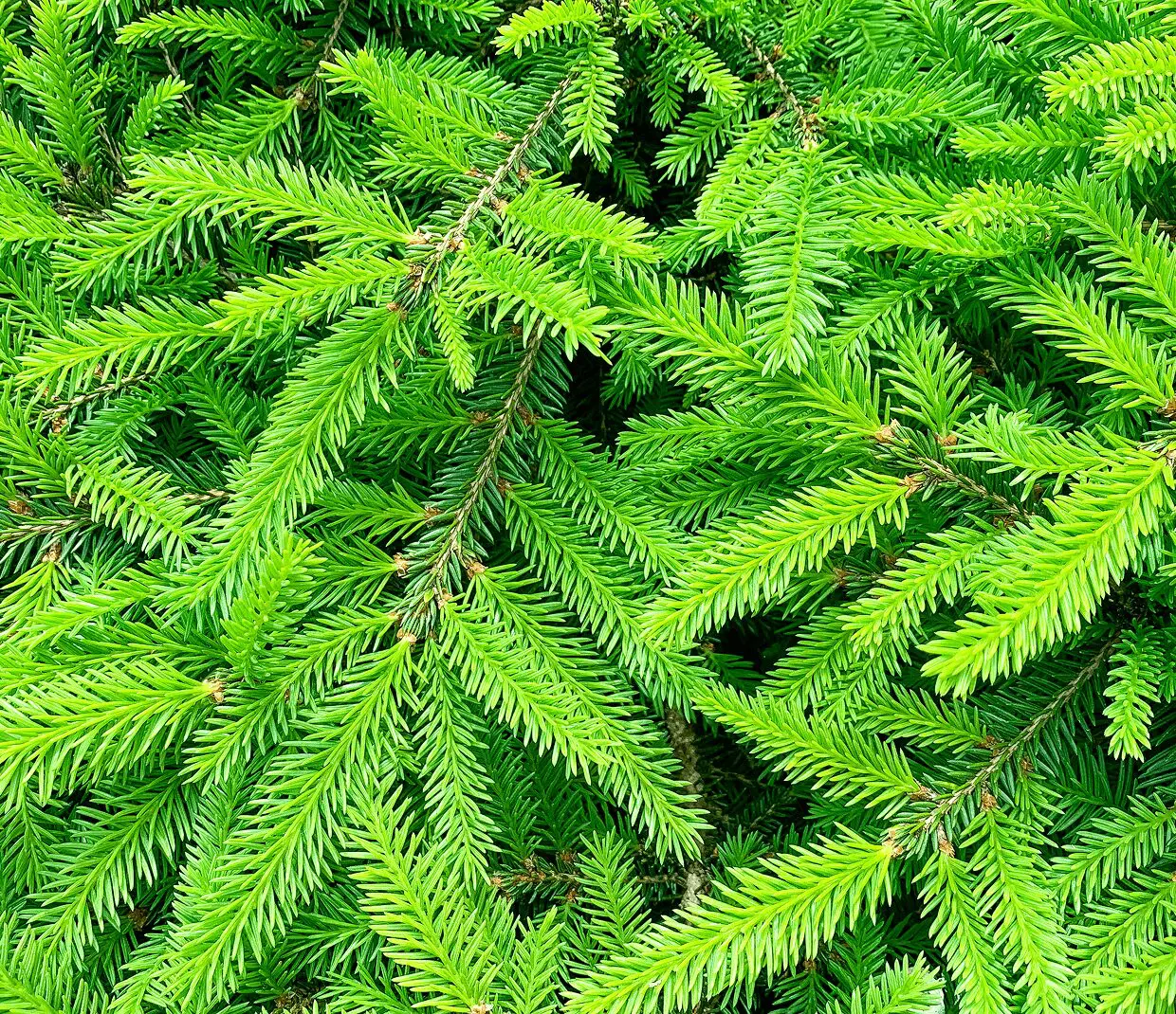 Fresh green pine branches