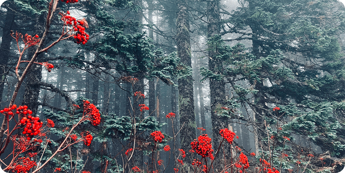 Misty forest with red berries and trees.
