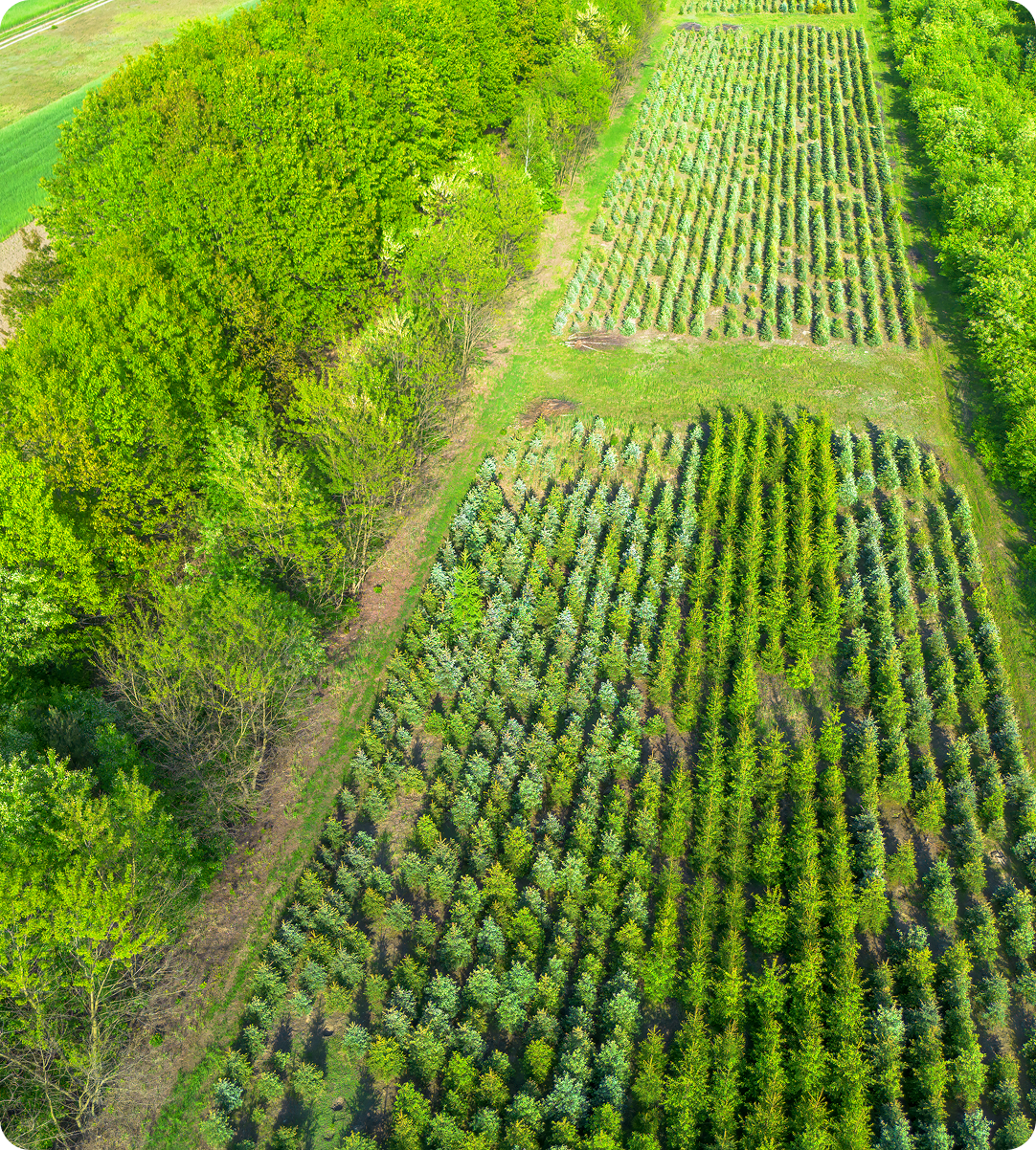 Green tree plantation landscape