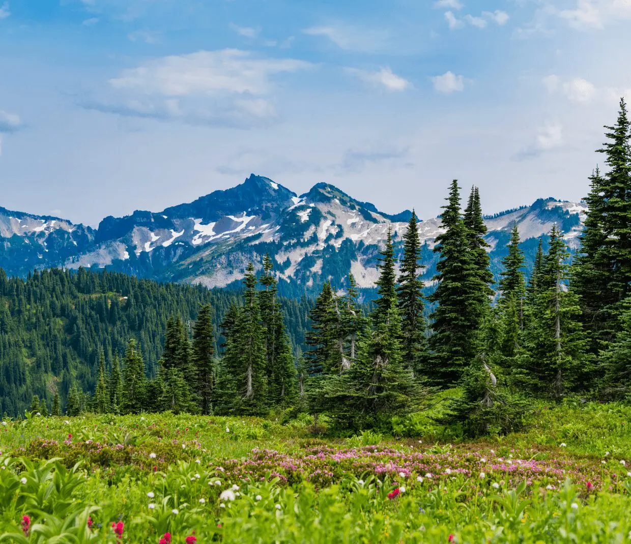 Scenic view of mountains and wildflowers.