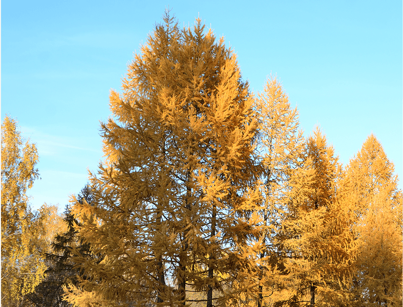 Tall trees with vibrant yellow foliage.