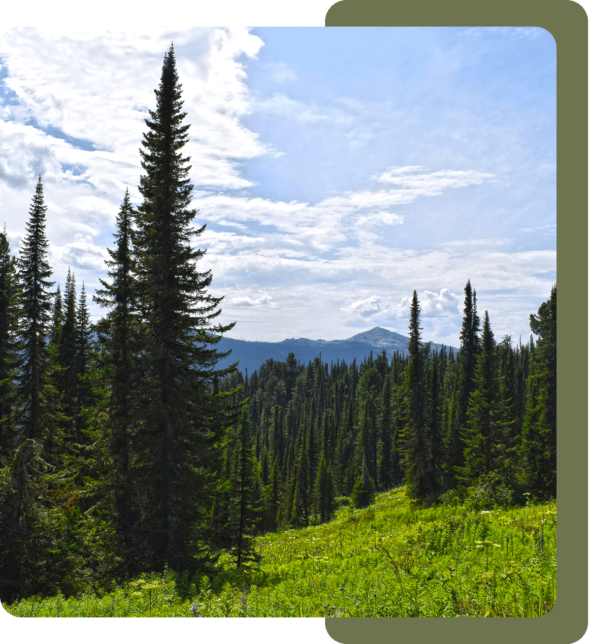 Mountain landscape with tall pine trees