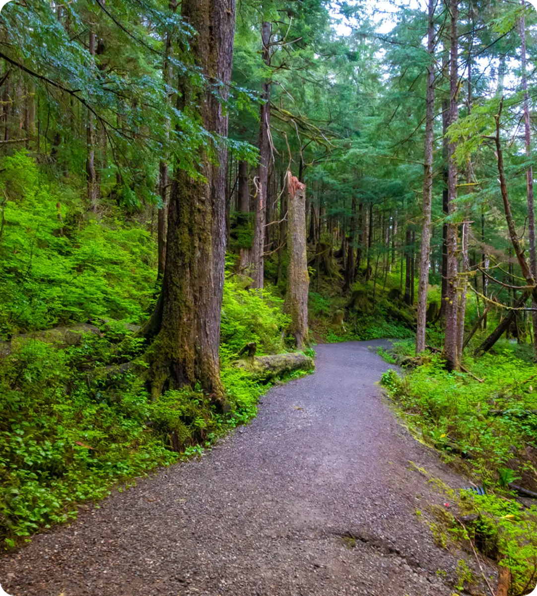 Forest path surrounded by lush green trees.