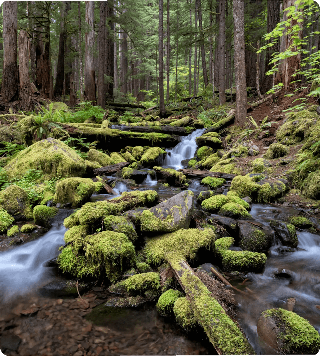 Mossy forest stream with cascading water.