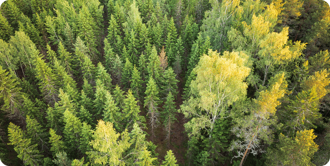 Aerial view of lush green forest